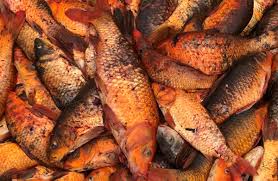 Medium sized fish i usually put in a box or bag and into the trash where one of the neighborhood strays usually makes a snack from. Koi Carp New Zealand Animal Pests And Threats