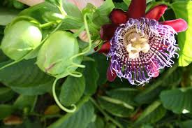 La Palma Botanischer Garten Exoticflower Passion Amazonrainforest Rainforest Cantos Inspiration Flowers Nature Nature Art
