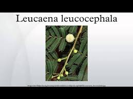 Image result for Leucas princei