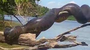 Check spelling or type a new query. Beginilah Jika Manusia Dimmakkan Dan Dittellann Ular Anaconda Yang Merupakan Ular Terbesar Di Dunia Youtube