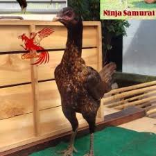 Gambar ayam bangkok atau sabung ayam, dicap sebagai kegiatan ilegal pada beberapa negara, termasuk indonesia. Jual Ayam Pama Murah Harga Terbaru 2021