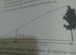 Jika panjang bayangan pohon adalah 30m, tentukan tinggi pohon. Tentukan Tinggi Pohon Pada Gambar Di Bawah Ini Brainly Co Id