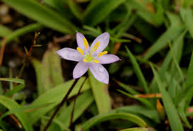 Image result for Xerophyta humilis