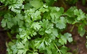 El poder de... El cilantro - El Poder del Consumidor