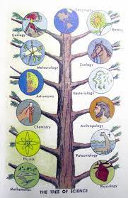 Science Science Branches Of Science Science Graphic Organizers