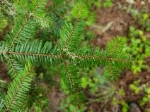 Image result for Coronopus integrifolius