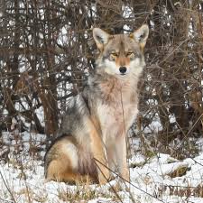 Do coyotes eat dogs or just kill them? Celebrating 100 Years Of Coyotes In Ohio Metro Parks Central Ohio Park System