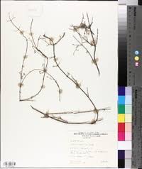 Image result for Janusia