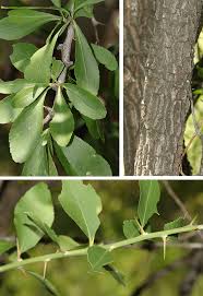 Image result for Gymnosporia buxifolia