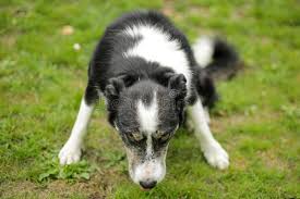 1 454 Vicious Dog Photos Free Royalty Free Stock Photos From Dreamstime Some images are hidden because they can no longer be found or have been removed by the file host. 1 454 vicious dog photos free