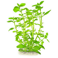 Image result for Limnophila crassifolia