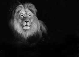 1080p Black And White Lion Wallpaper 874b5b8ff04ea44a841a0d7d90a1b10b Lion Wallpaper Black And White Clipart Hd 1080p Black And White 2048 1490 Jpeg 2048 1490 With Images Lion Wallpaper