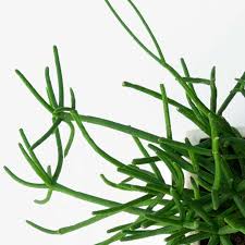 Because mistletoe cactus has trailing. Greenery Unlimited How To Care For The Rhipsalis Plant