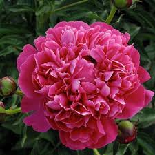 We've determined you're in growing zone #. 11 Best Smelling Plants For Your Yard Most Fragrant Plants Kansas Peony Fragrant Plant Plants