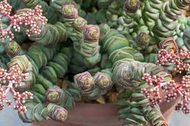 Image result for Crassula granvikii