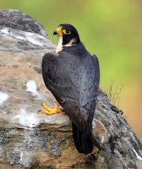 shaheen animals bird hawk