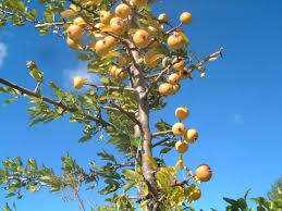 Sorbes Ou Cormes