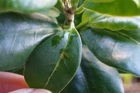 葉っぱがベタベタしたり落葉する時は カイガラムシかも Do Earth Green