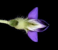 Image result for Lotononis laxa