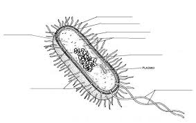 A simplified diagram of a human cell. Bacteria Structure Function Biology Quiz Quizizz