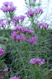 Image result for Vernonia rosenii