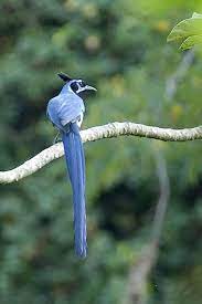 Maybe you would like to learn more about one of these? Calocitta Formosa Black Throated Magpie Jay Pet Birds Nature Birds Beautiful Birds