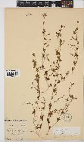 Image result for Zornia setosa