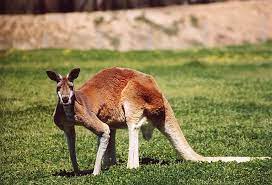 Kangaroo Facts For Kids All About Kangaroo