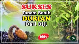 Untuk benihnya sendiri, anda dapat menggunakan biji durian montong langsung ataupun membelinya di toko. Cara Menanam Durian Dari Biji Mudah Murah Sukses Youtube