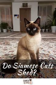 Cat shedding bengal cat cats asian leopard cat. Do Siamese Cats Shed Siameseofday In 2020 Cat Shedding Siamese Cats Cats