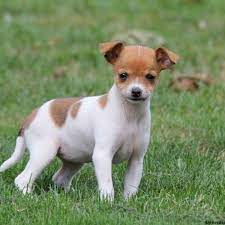 Cute puppy pictures funny animal pictures dog pictures rat terrier puppies toy fox terriers cute puppies dogs and puppies bindi jack russell elevated sides create the ideal resting place for your pup's head and are the ultimate pooch retreat. Rat Terrier Mix Puppies For Sale Greenfield Puppies