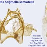 Image result for Stigmella samiatella