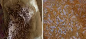 Soak a toothbrush in the solution and gently rub it at the chocolate milk stain. So My Sister Spilt Hot Chocolate On The Carpet And When We Were Cleaning It Up With A Towel The Print Came Up With The Hot Chocolate Interestingasfuck