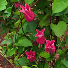 A spellbinding flower, of rosy pink with a pure white inner. Clematis Texensis Maxima Friedrich M Westphal Clematiskulturen