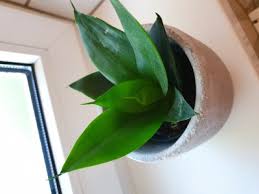 * 4 , $3.75 6 , $7.00 choose a size quantity: Sansevieria Trifasciata Black Jade Oder Dragon Pflanzenbestimmung Pflanzensuche Green24 Pflanzen Garten Forum