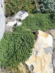 Image result for Microcharis spathulata