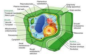 Now the first thing to point out when looking at images under an electron microscope is the scale. Illustrate Only A Plant Cell As Seen Under Electron Microscope How Is It Different From