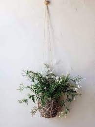 How To Grow Jasmine Indoors Jasmine Plant Indoor Hanging Plants Indoor Hanging Plants