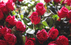Love flowers royalty free stock image. Love Flowers Wallpapers Flower Garden Roses Flowering Plant Rose Julia Child Rose 104298 Wallpaperuse
