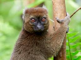 This makes them one of most endangered groups of animals on earth. Bamboo Lemur Project Fondation Ensemble