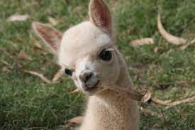 baby alpaca alpakas alpaka kamele