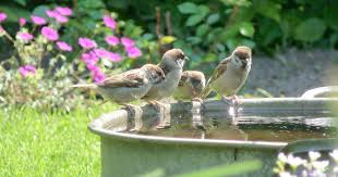 Eine Vogeltranke Hilft Unseren Gefiederten Freunden Nicht Nur Im Sommer Mit Unserer Bauanleitung Konnen Sie Eine Tranke Aus Beton Leicht