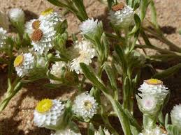 Image result for Helichrysum argyrosphaerum