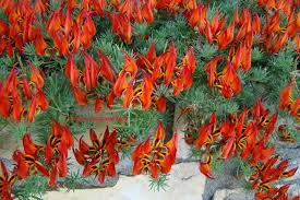 «lotus maculatus 'gold flash' or lotus maculatus 'amazon sunset', (aka) parrot's beak or lotus…» Plantfiles Pictures Lotus Lotus Vine Parrot S Beak Amazon Sunset Lotus Maculatus By Kell
