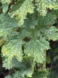 Image result for Peponium