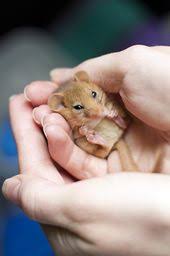 Download 90 Baby Mouse Ideas Animals Beautiful Cute Animals Animal Pictures
