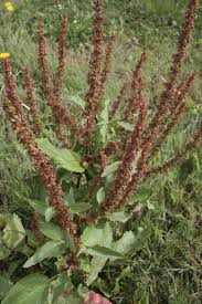 Image result for Rumex