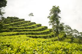 Dari kebun teh nglinggo wisatawan bisa menyaksikan. Wonderful Indonesia Kawasan Kebun Teh Nglinggo Tritis