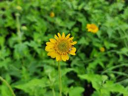 Image result for Cuviera semseii