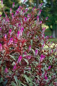 Celosia Spicata Purple Tassels Flower Spike Touch Up Paint Plants